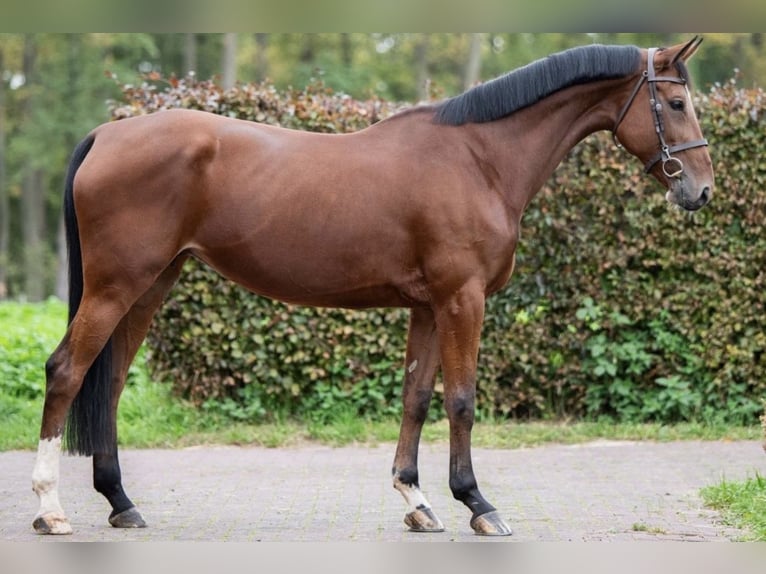 Zangersheide Klacz 7 lat 172 cm Gniada in Poznań