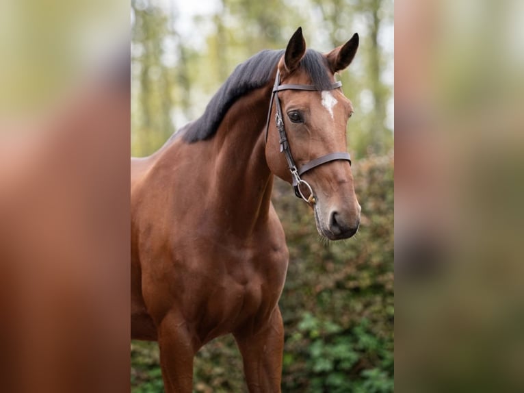 Zangersheide Klacz 7 lat 172 cm Gniada in Poznań
