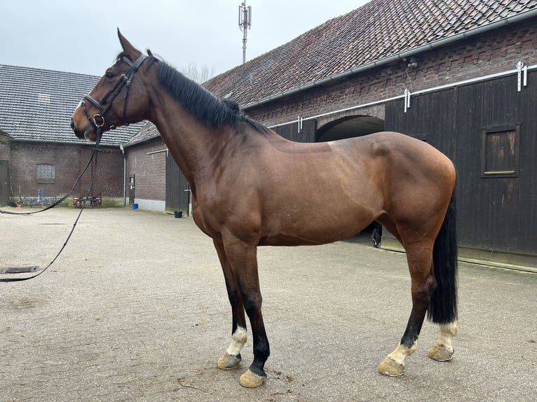 Zangersheide Klacz 7 lat 178 cm Gniada in Kevelaer