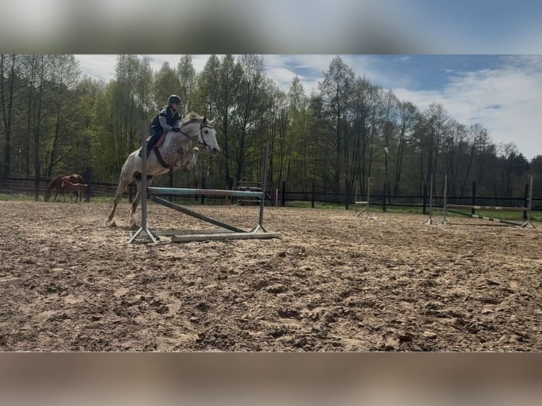 Zangersheide Klacz 7 lat Siwa in Gądki