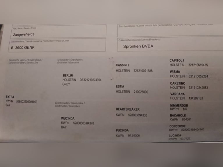 Zangersheide Klacz 7 lat Skarogniada in Borek wielkopolski