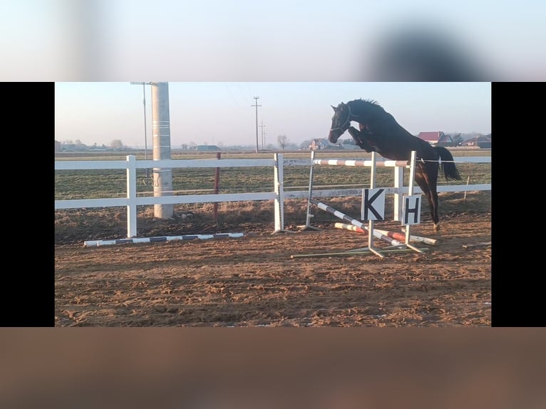 Zangersheide Klacz 7 lat Skarogniada in Borek wielkopolski