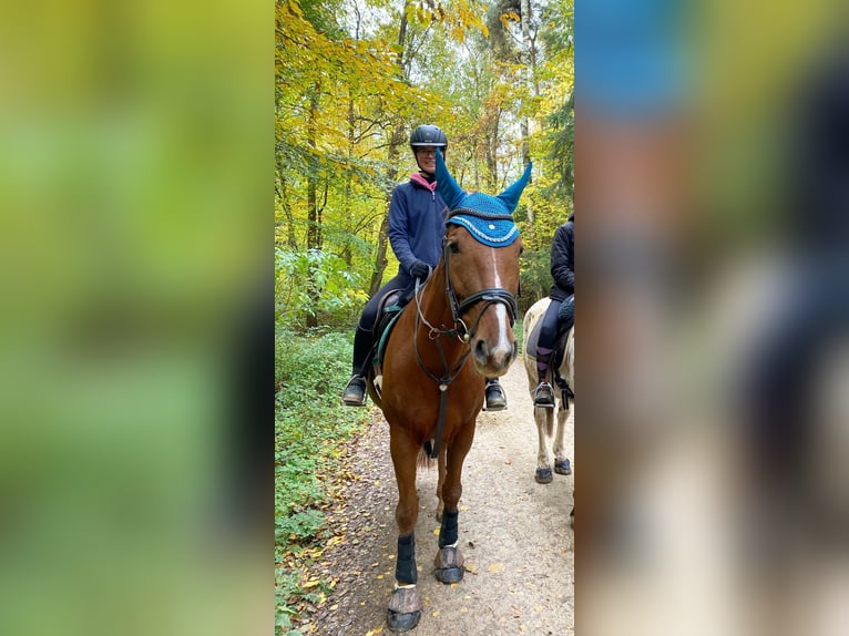 Zangersheide Klacz 8 lat 162 cm Kasztanowata in Weisendorf