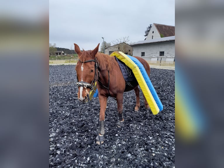 Zangersheide Klacz 8 lat 162 cm Kasztanowata in Weisendorf