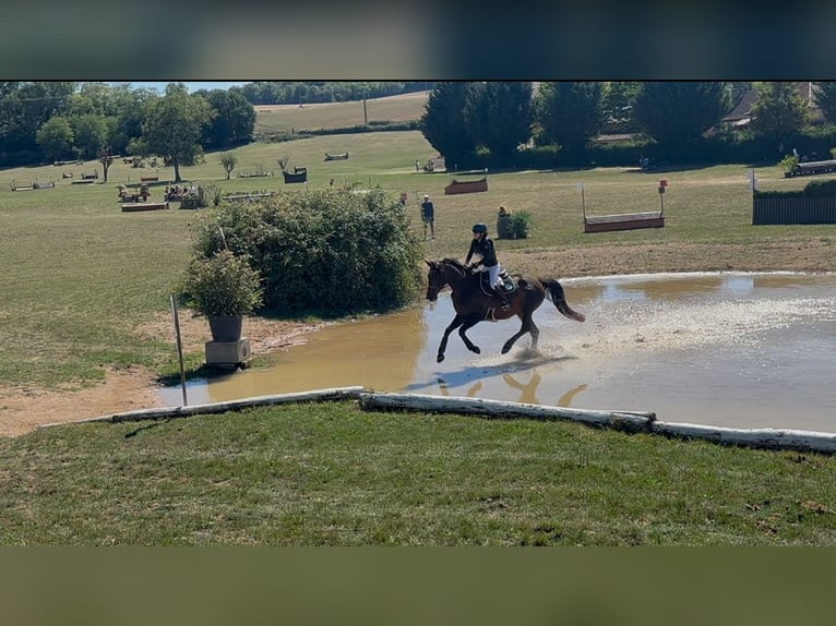Zangersheide Klacz 8 lat 165 cm in Passy