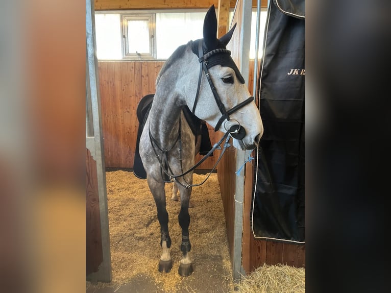 Zangersheide Klacz 8 lat 165 cm Siwa jabłkowita in Kitzbühel