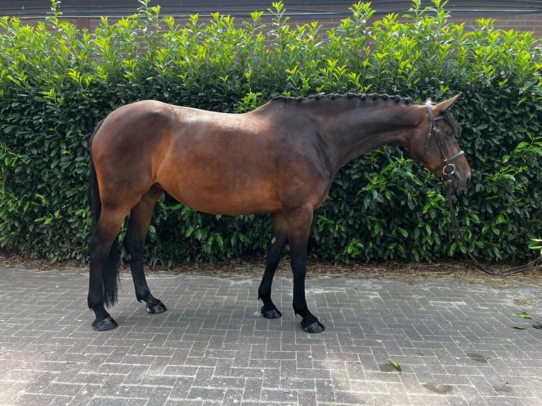 Zangersheide Klacz 8 lat 167 cm Gniada in Bad Kreuznach