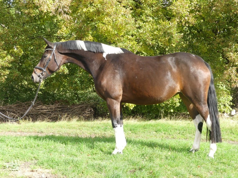 Zangersheide Klacz 8 lat 168 cm Srokata in Mücheln (Geiseltal)