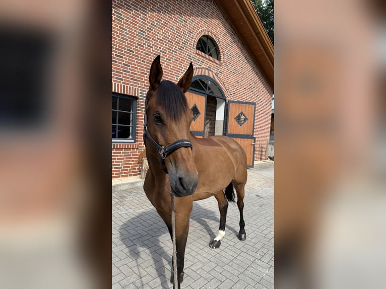 Zangersheide Klacz 8 lat 170 cm Gniada in Царацово / Caracovo