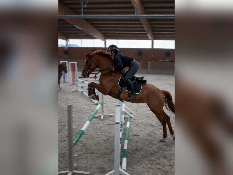 Zangersheide Klacz 8 lat 170 cm Kasztanowata in Heilbronn