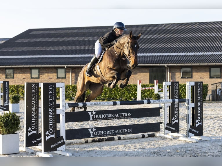 Zangersheide Klacz 8 lat 173 cm  in Waddinxveen