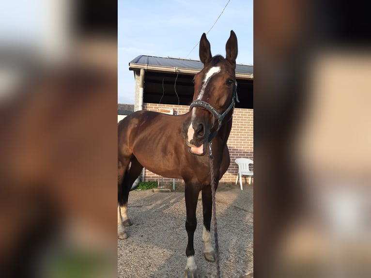 Zangersheide Klacz 8 lat 175 cm Ciemnogniada in Tilburg