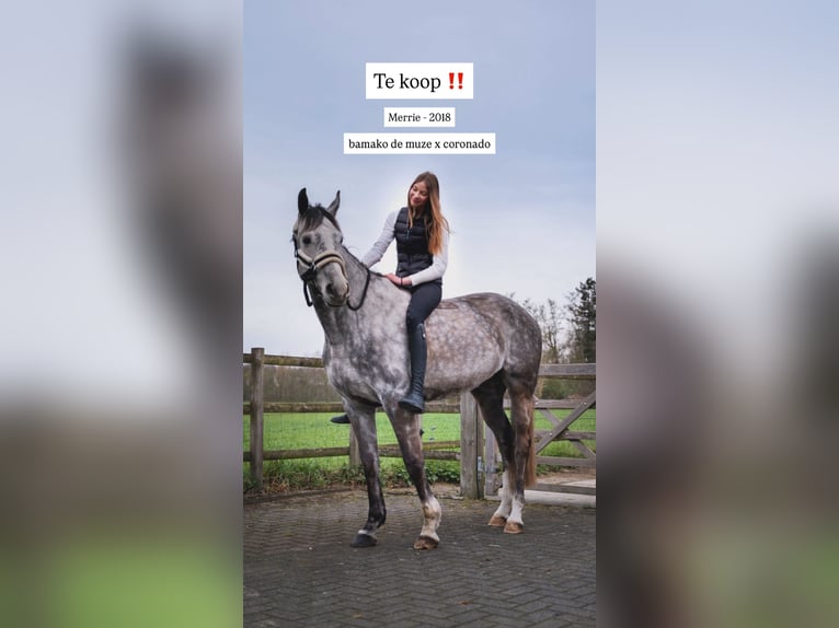 Zangersheide Klacz 8 lat Siwa in Neerpelt