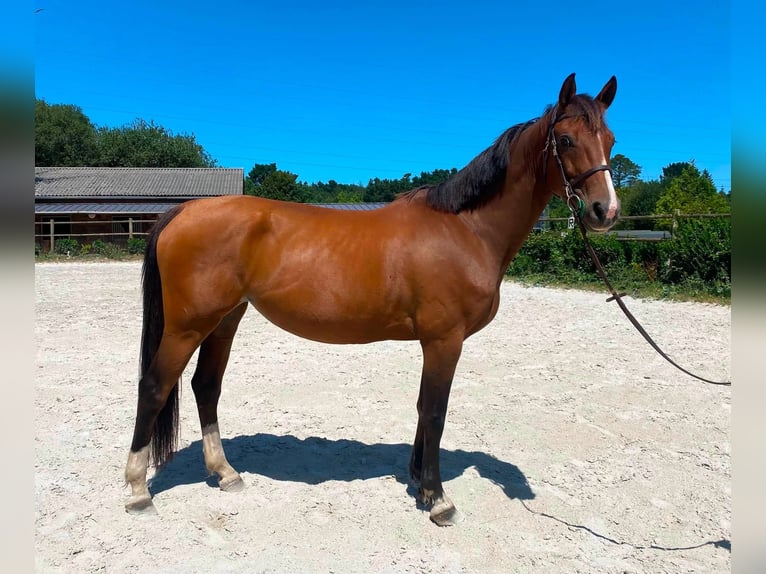 Zangersheide Klacz 9 lat 162 cm Gniada in Landerneau