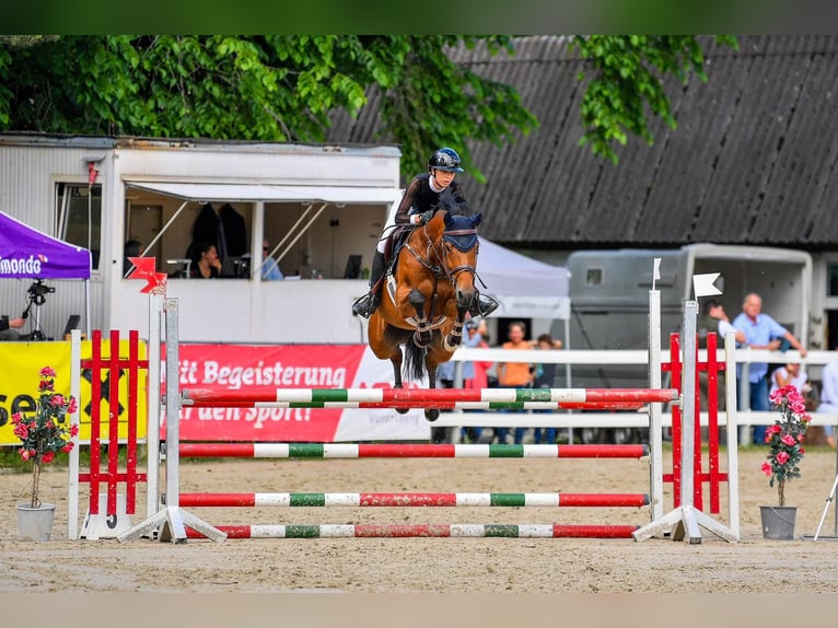 Zangersheide Klacz 9 lat 164 cm Gniada in Altach