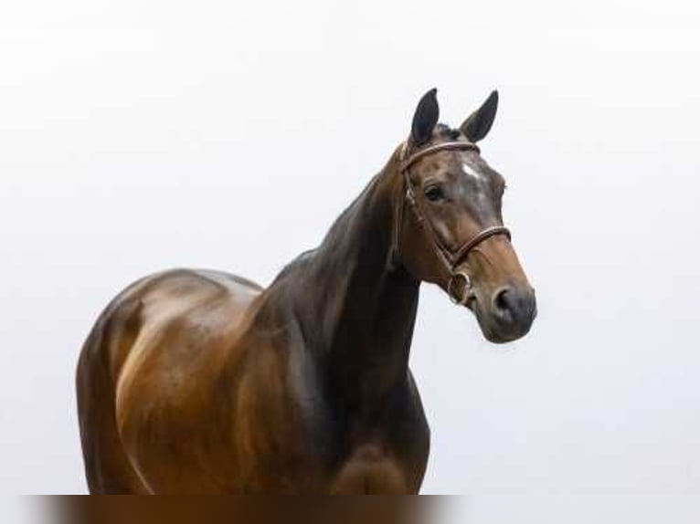 Zangersheide Klacz 9 lat 166 cm Gniada in Waddinxveen
