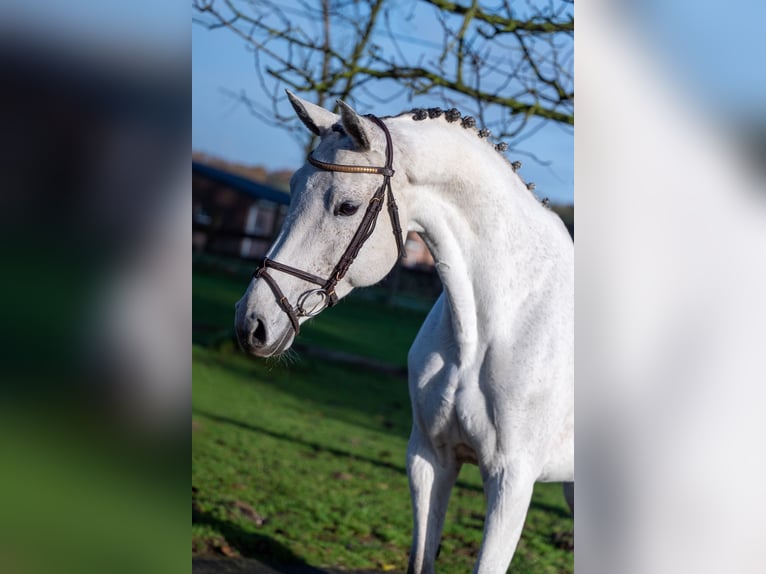 Zangersheide Klacz 9 lat 166 cm Siwa in GROTE-BROGEL