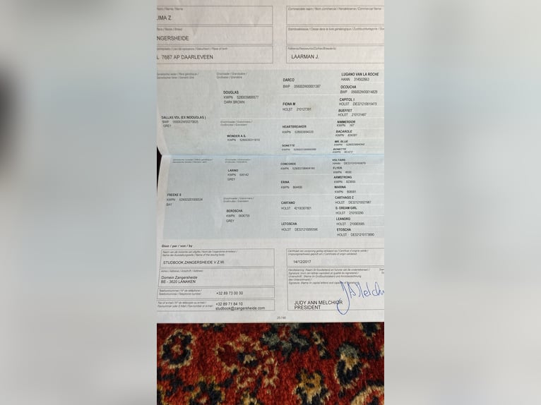 Zangersheide Klacz 9 lat 168 cm Siwa in Mor