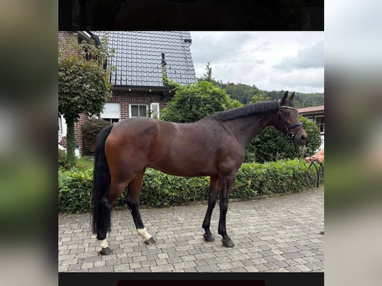 Zangersheide Klacz 9 lat 169 cm Ciemnogniada in Geisenheim