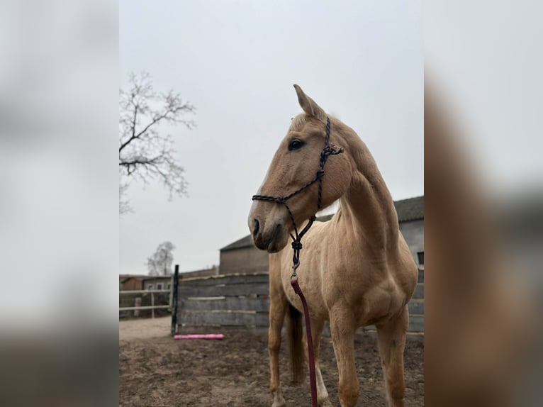 Zangersheide Klacz 9 lat 170 cm Izabelowata in Mąkowarsko