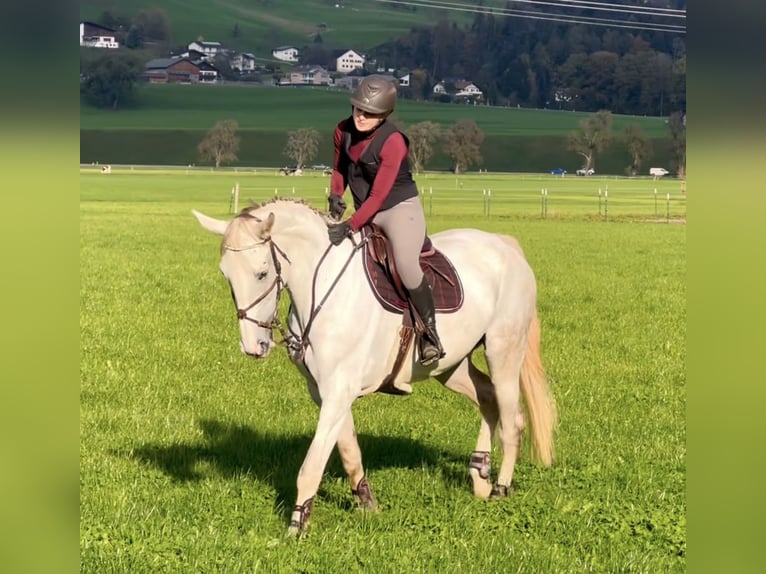 Zangersheide Klacz 9 lat 170 cm Siwa in Schlins