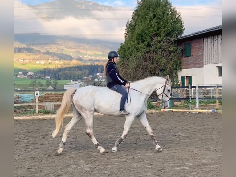 Zangersheide Klacz 9 lat 170 cm Siwa in Schlins