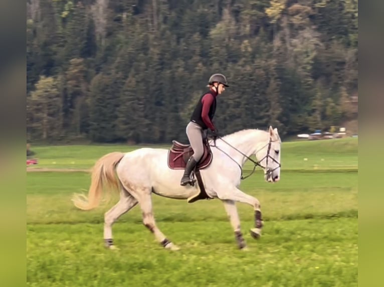 Zangersheide Klacz 9 lat 170 cm Siwa in Schlins