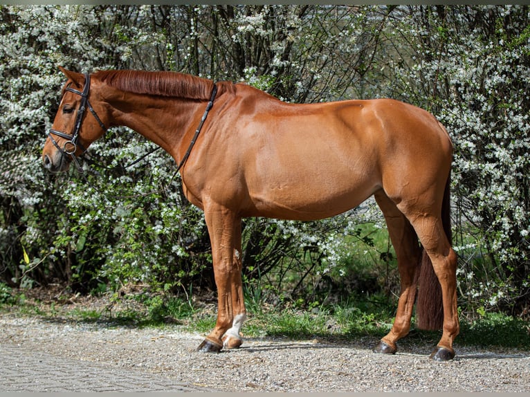 Zangersheide Klacz 9 lat 172 cm Kasztanowata in Houten
