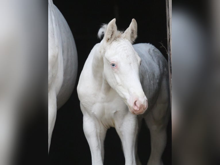 Zangersheide Klacz Źrebak (04/2024) 168 cm Biała in Gronków