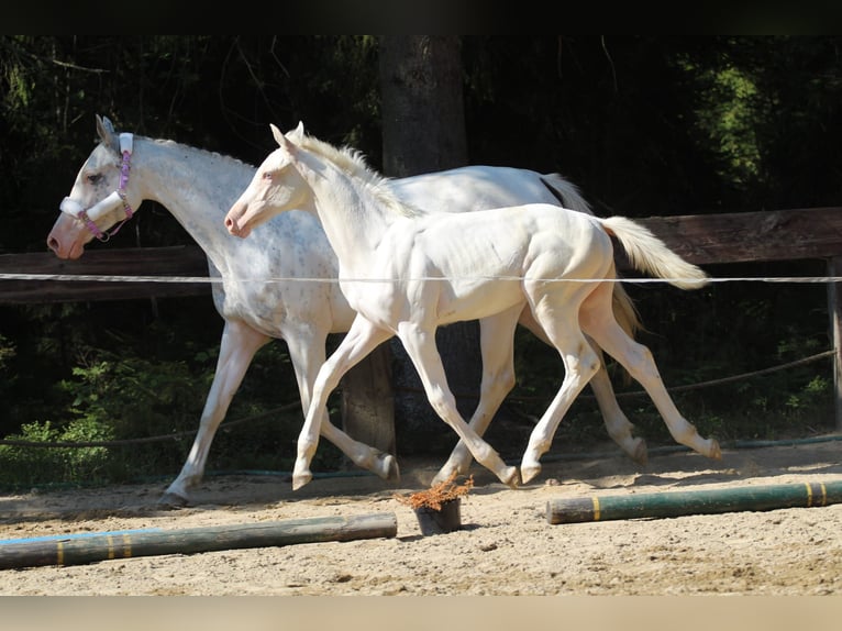 Zangersheide Klacz Źrebak (04/2024) 168 cm Biała in Gronków