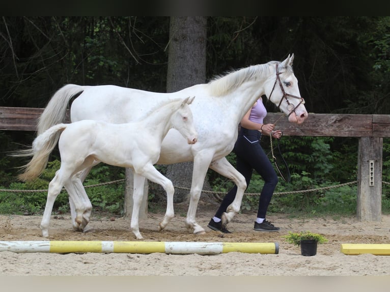 Zangersheide Klacz Źrebak (04/2024) 168 cm Biała in Gronków