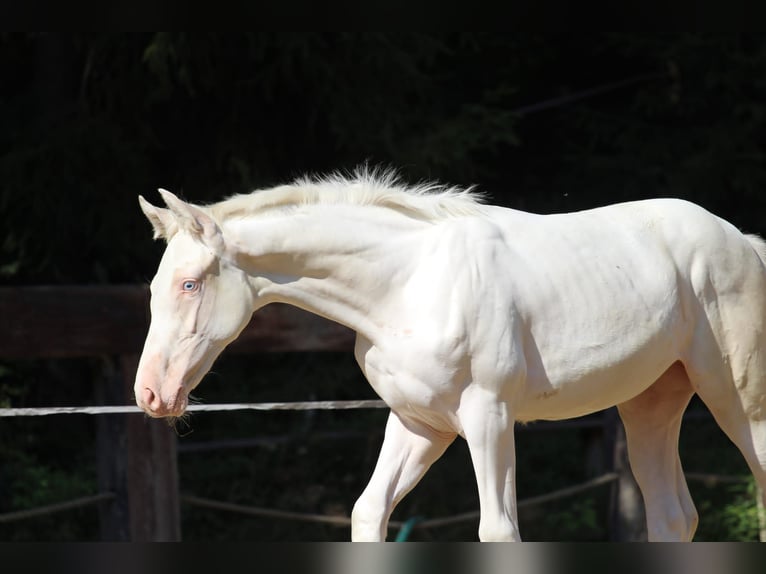 Zangersheide Klacz Źrebak (04/2024) 168 cm Biała in Gronków