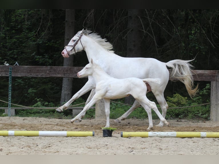 Zangersheide Klacz Źrebak (04/2024) 168 cm Biała in Gronków