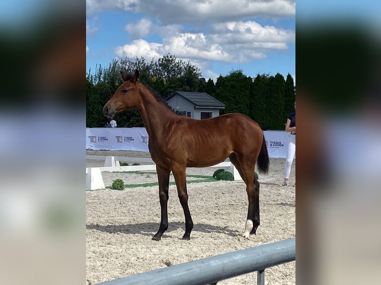 Zangersheide Klacz Źrebak (04/2025) 168 cm Gniada in Rudno