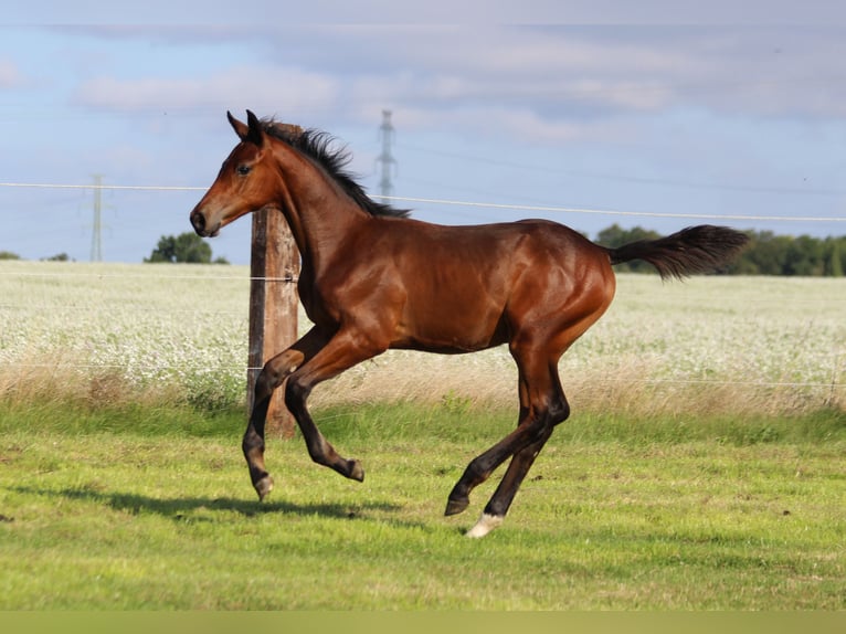 Zangersheide Klacz Źrebak (06/2025) 170 cm Gniada in Dobromierz