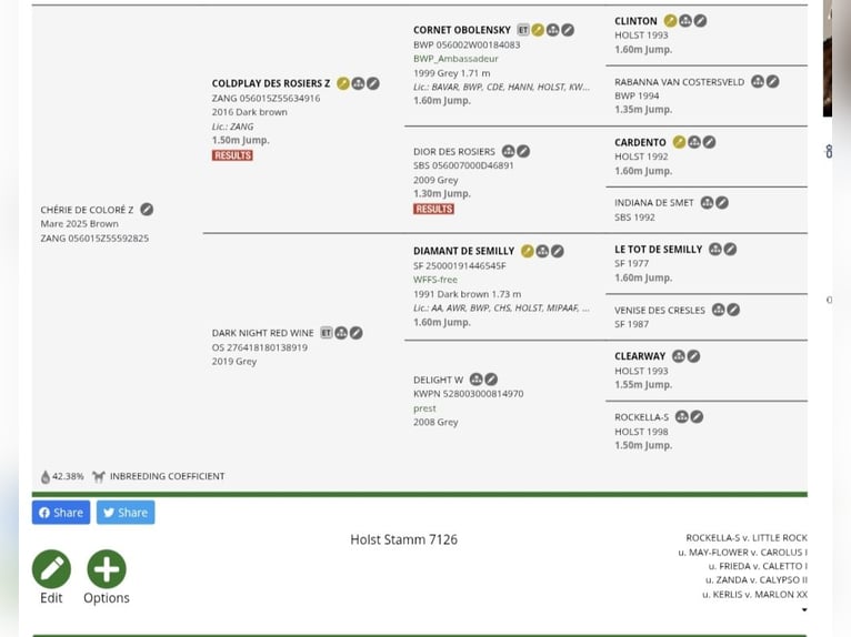 Zangersheide Klacz Źrebak (06/2025) 170 cm Gniada in Dobromierz