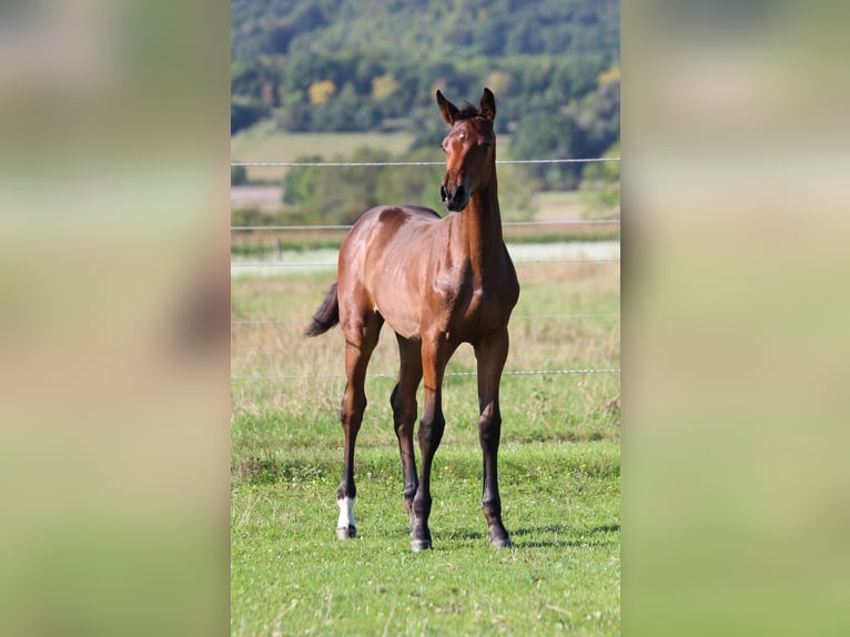 Zangersheide Klacz Źrebak (06/2025) 170 cm Gniada in Dobromierz