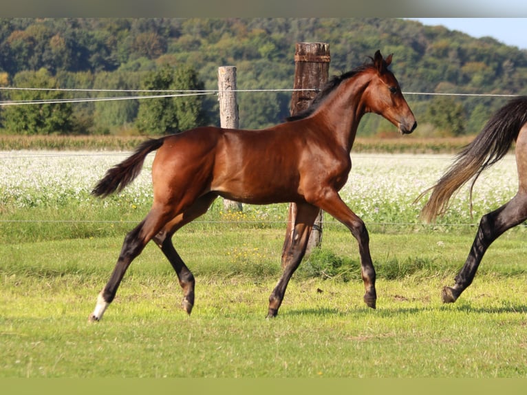 Zangersheide Klacz Źrebak (06/2025) 170 cm Gniada in Dobromierz