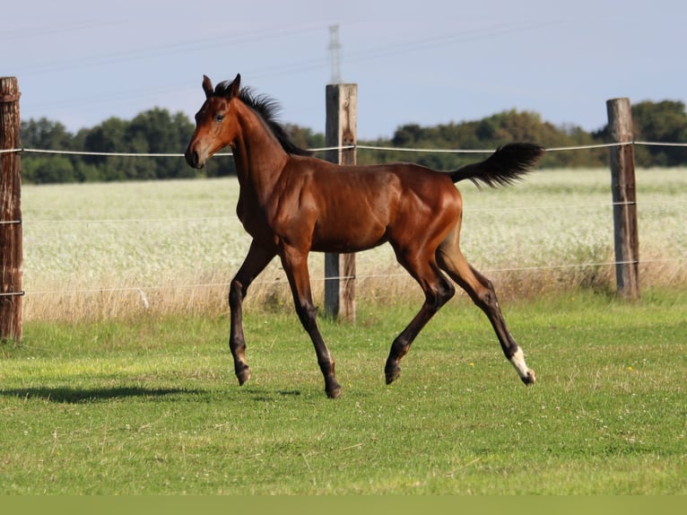 Zangersheide Klacz Źrebak (06/2025) 170 cm Gniada in Dobromierz