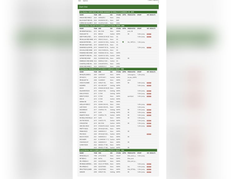 Zangersheide Klacz Źrebak (06/2025) 170 cm Gniada in Dobromierz