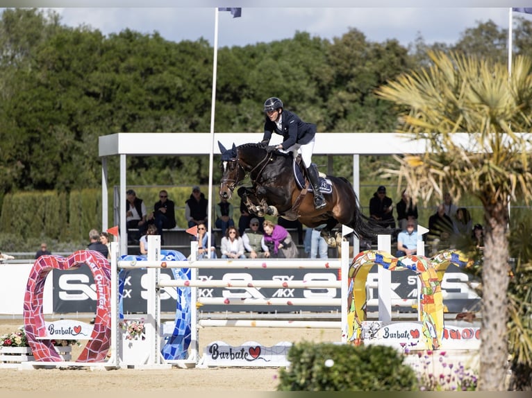 Zangersheide Klacz Źrebak (06/2025) 170 cm Gniada in Dobromierz