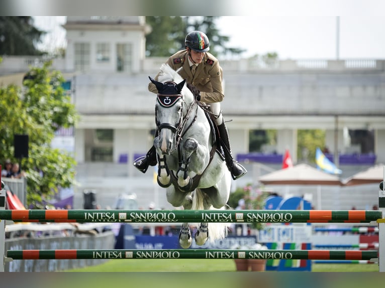 Zangersheide Klacz Źrebak (06/2025) 170 cm Gniada in Dobromierz