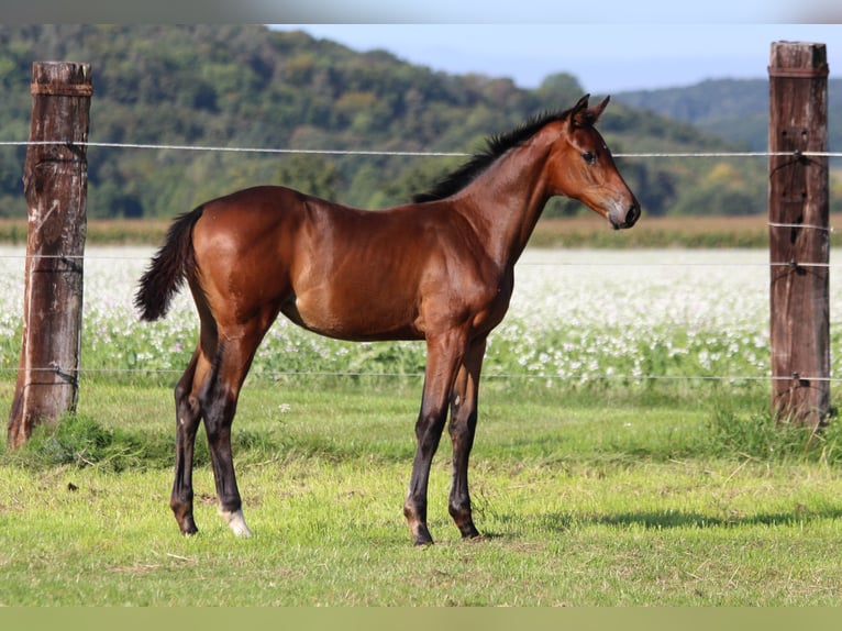 Zangersheide Klacz Źrebak (06/2025) 170 cm Gniada in Dobromierz