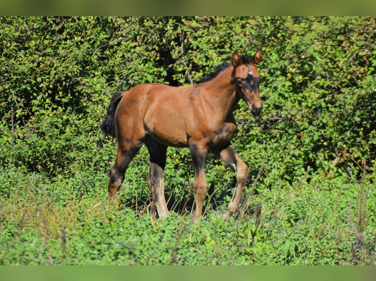 Zangersheide Klacz Źrebak (08/2026) 170 cm Gniada in Murtosa