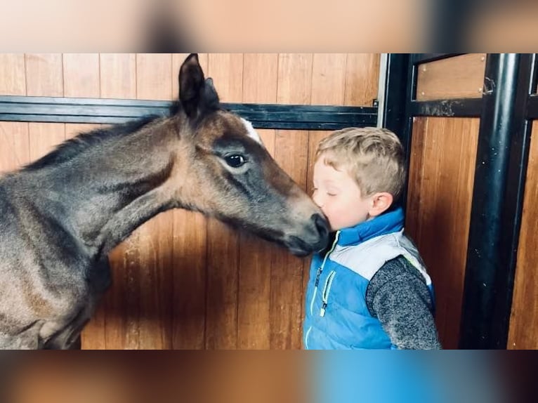 Zangersheide Klacz Źrebak (05/2026) 170 cm Kasztanowata in LIEGE