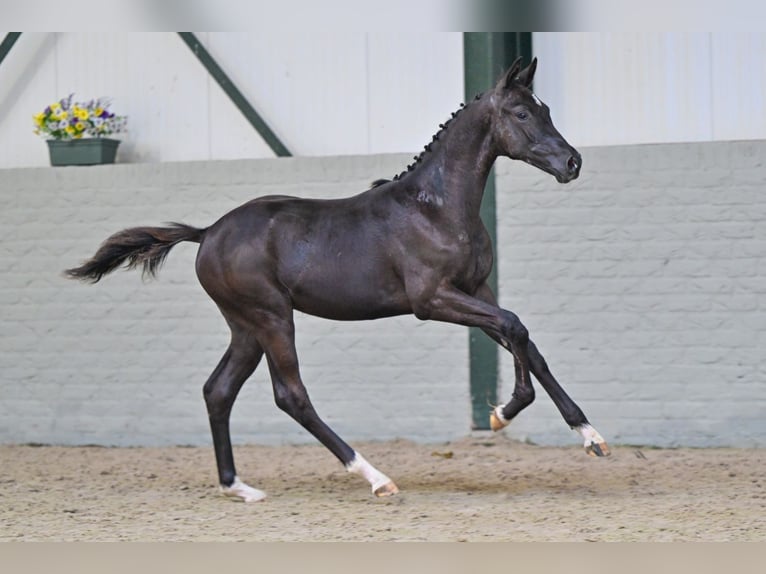 Zangersheide Klacz Źrebak (04/2026) Kara in Heerde