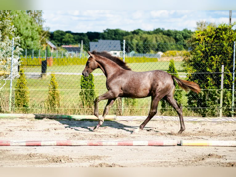 Zangersheide Klacz Źrebak (03/2025) Siwa in Zabierz&#xF3;w Boche&#x144;ski