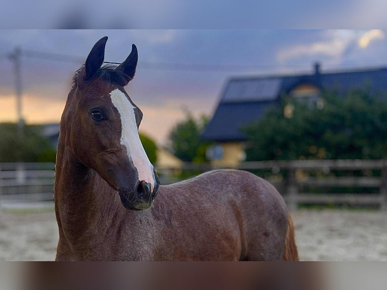 Zangersheide Klacz Źrebak (03/2025) Siwa in Zabierz&#xF3;w Boche&#x144;ski