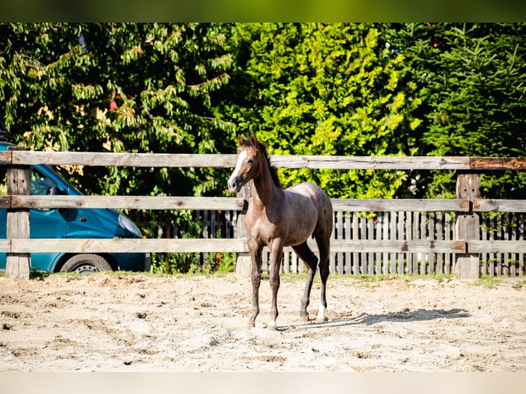 Zangersheide Klacz Źrebak (03/2025) Siwa in Zabierz&#xF3;w Boche&#x144;ski