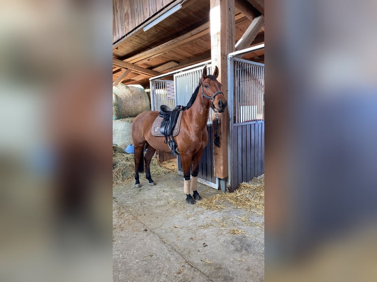 Zangersheide Merrie 10 Jaar 160 cm Bruin in Raubling